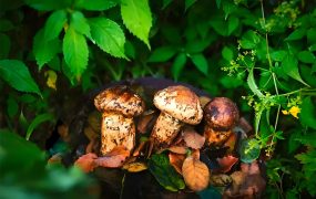 雨季破土?xí)r：云南·香格里拉松茸的黃金時(shí)節(jié)……